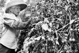双惠208玉米种植技术