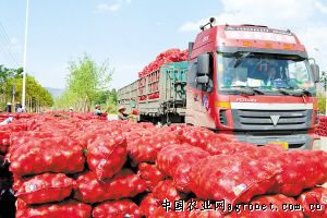 日本红肴红薯种植技术