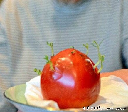 红美韭菜育种技术