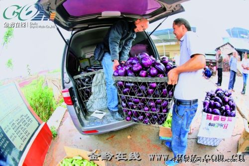 紫根韭菜种子公司