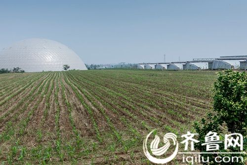 邳州大蒜种植基地