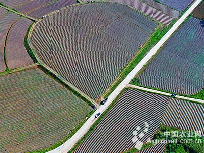 广东荷兰豆种植时间