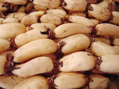 烟薯19红薯育苗技术