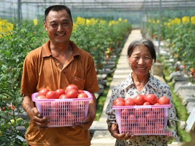 领秀西红柿种植技术