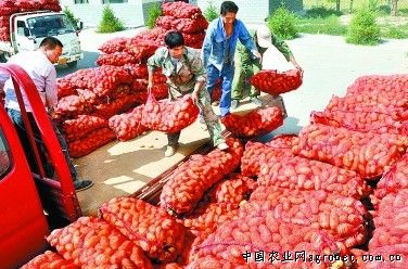 帝沃系列菠菜批发价格
