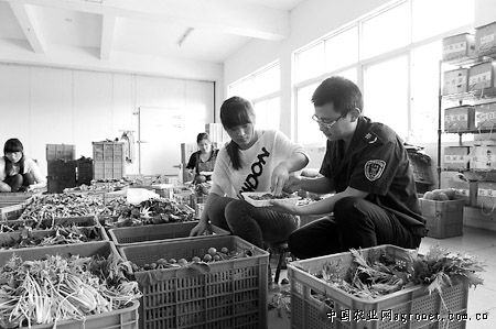 泰国扁豆育种技术