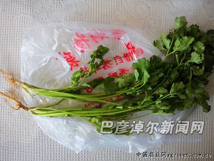 耐暑状元白菜种植技术