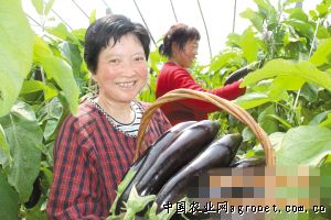 苏州青白菜供应信息