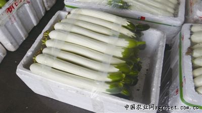 黄杨小米椒产地供应