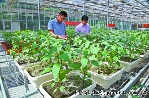 华颂34土豆管理技术