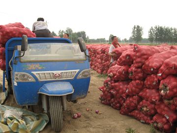 红芋产地供应