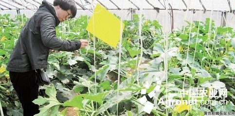 华珍玉米病虫害防治与管理