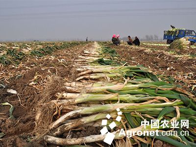 针对安徽当前蔬菜旱情及成灾情况 专家支招菜农抗旱