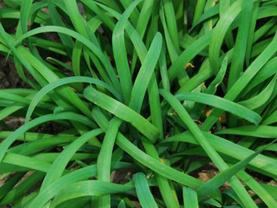 织金竹荪种植基地在哪