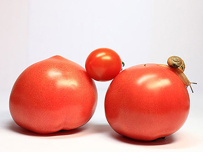 粉贝娜720西红柿市场价格