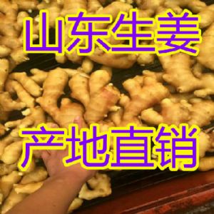 常年供应优质生姜